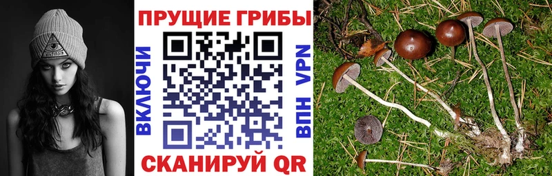 Псилоцибиновые грибы Magic Shrooms  Чаплыгин 